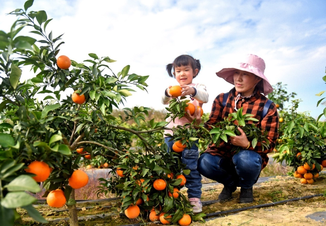 快来摘橙子!" 红美人采摘园位于问津大道汪集街