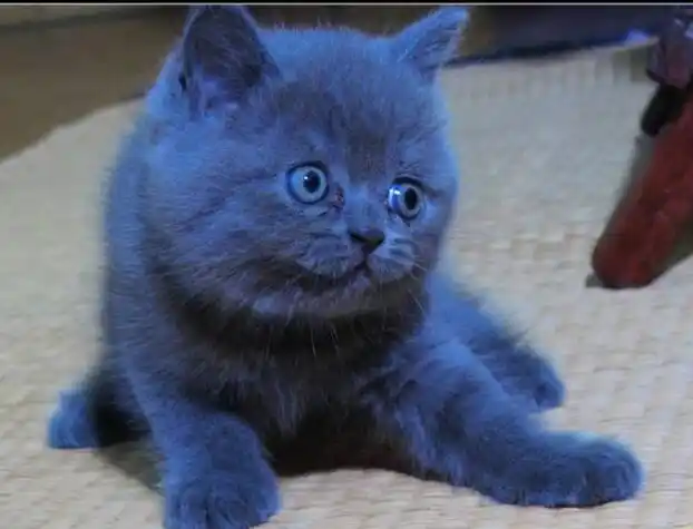特价蓝猫宠物活体_猫舍直营蓝猫mm 英国短毛猫 宠物猫活体 英短幼猫幼