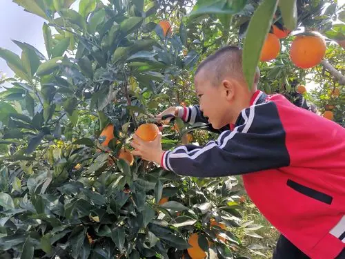 金色摇篮大班级组肖邦班采摘橙子活动