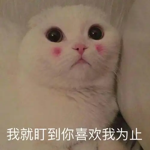 猫咪猫咪表情