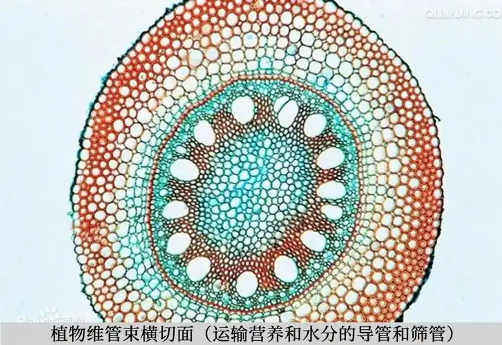 原创番茄减产太扎心,搞清这俩别担心!