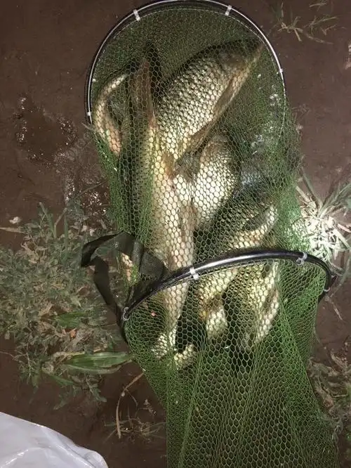 130其实还可以,祝所有钓鱼人大鲫大鲤!