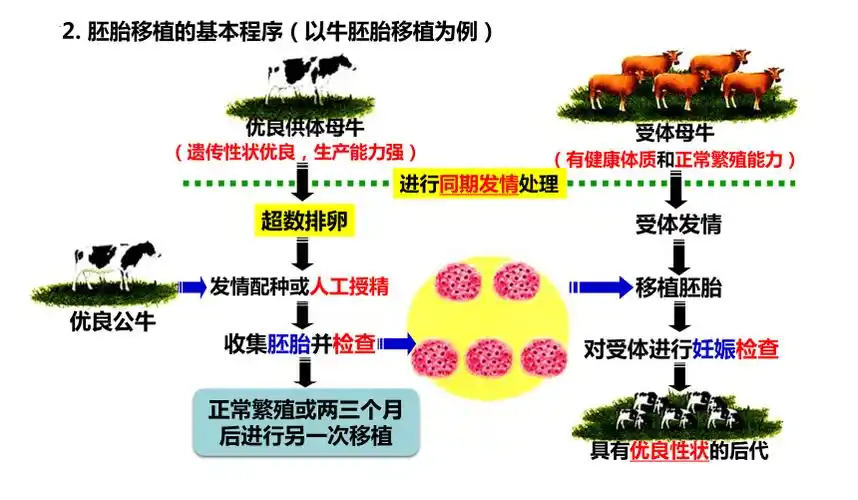 高中生物人教版2019选择性必修3232胚胎工程共35张ppt