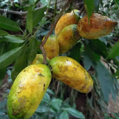 农村里的这种野果子强心润肺防癌抗癌你有吃过吗