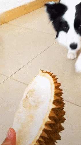 边牧第一次吃榴莲,凑过来闻了一下后,狗狗的反应令网友笑喷了