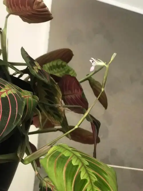 叶蝉竹芋开花了