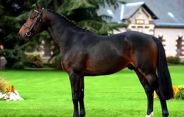 回顾世界上名贵的前5大名马汗血马居然排不进前二第一名价值4亿