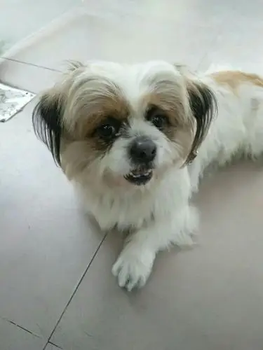 白色耳朵灰色京巴串