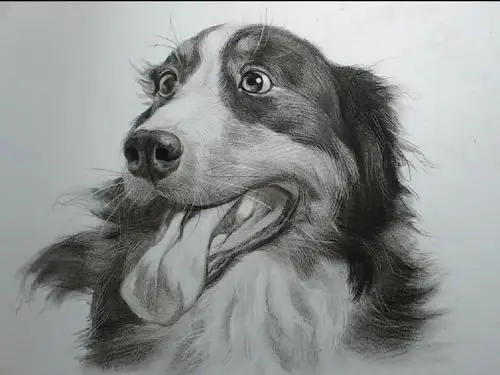 素描动物牧羊犬
