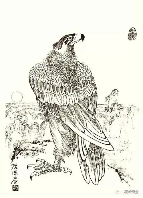 "鹰"姿勃发——鹰谱分享|鹰姿白描画谱_网易订阅
