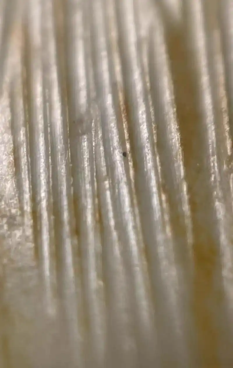 古玉居说玉# 来个砣工痕,大家复习一下.