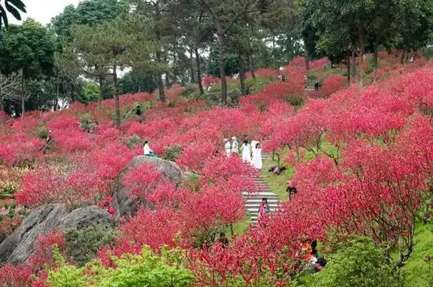 广西十大最美春游广西旅行地每一个都值得去了再去