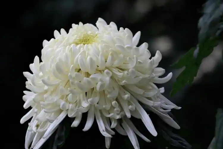 思念莫让疫情扰,云端献花祭故人_菊花_哀思_天堂鸟