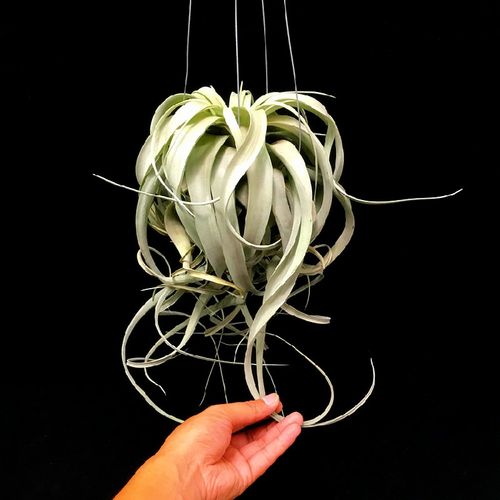 空气凤梨无土栽培卷叶霸王净化空气植物室内客厅书房绿植