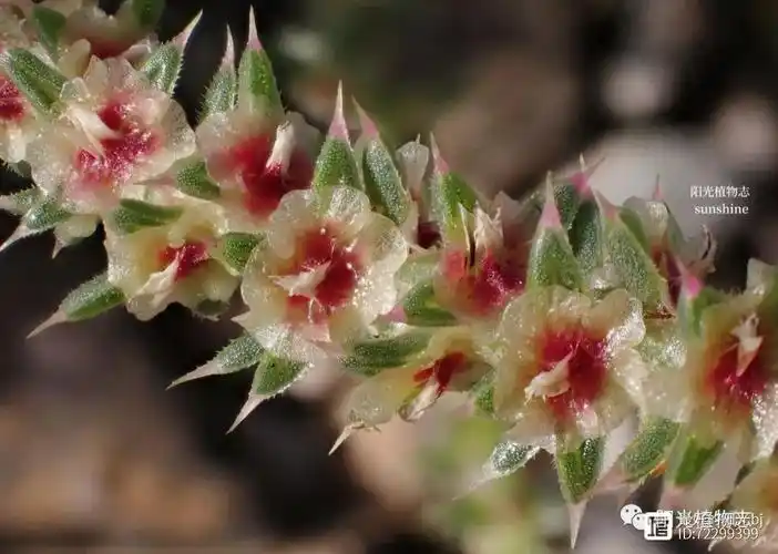 穿过沙丘的风,有剔透的刺沙蓬