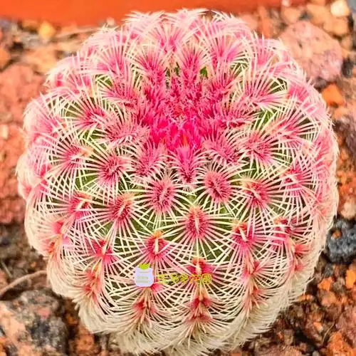 园艺实生红太阳仙人球盆栽开花好看室内多肉植物稀少贵货办公桌面盆栽