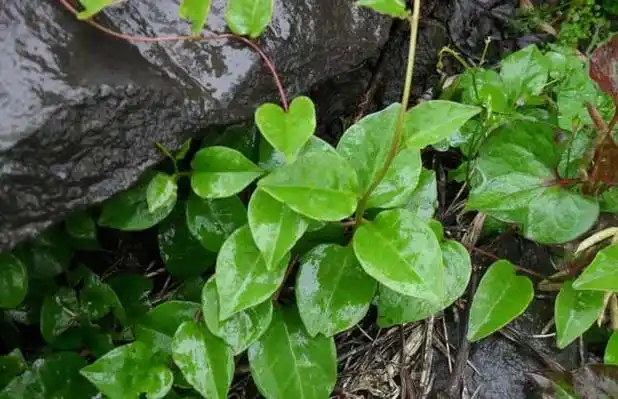 藤三七的功效与作用