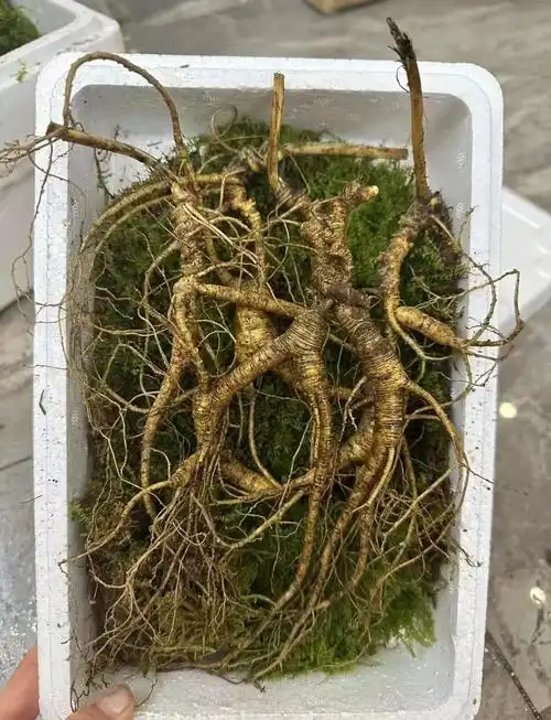 韩国人养生秘籍:人参的神奇功效