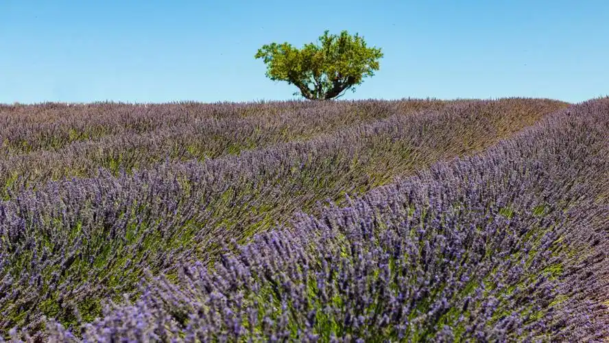 普罗旺斯的七月