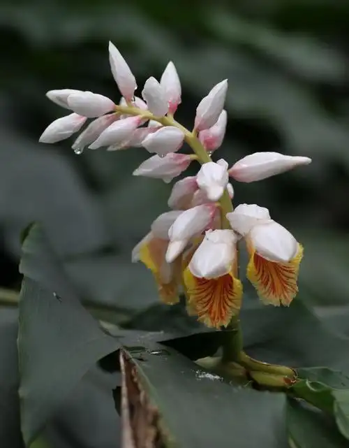 姜科:花叶艳山姜(南海有石头);瓷玫瑰(花粉刺);象牙参(jynj);草豆蔻