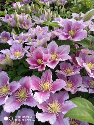 龙龙月季园艺小鸭彩锦铁线莲二类铁丰耐热绿植绣球