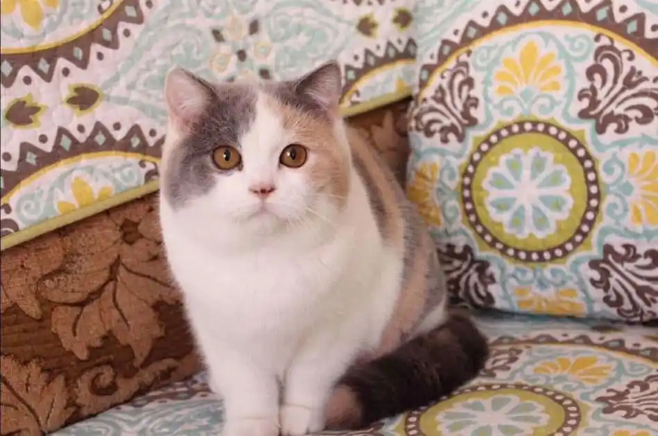 英短猫最常见的7种颜色,附上最新价,不要买贵了!