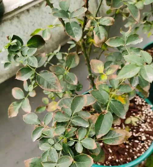 月季肥害的典型特征月季喜肥并不是随便给月季施肥