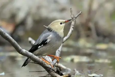 白头白颈的是什么鸟