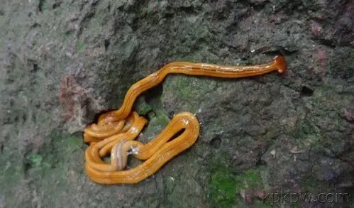 (黄色的笄蛭涡虫)