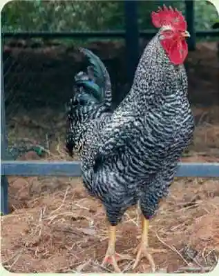 供应芦花鸡易科麦种禽山东 芦花鸡