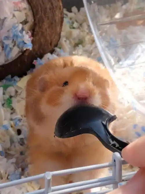 用来给它铲屎的勺子 看见就会咬#金丝熊日常  #金丝熊  #仓鼠