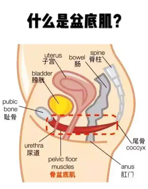 盆底肌锻炼的重要性知多少?_运动_格尔_妈妈