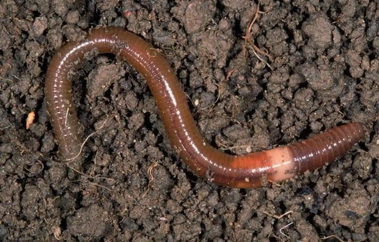 广西各地"蚯蚓"的说法 广西各地都有"蚯蚓"这种地下小动物.