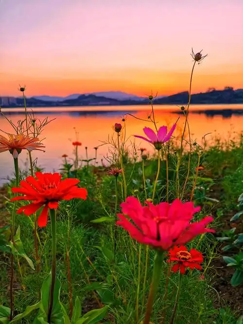 美丽的格桑花一一挂绿湖的花海