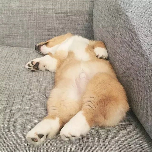 网友分享柯基睡觉日常