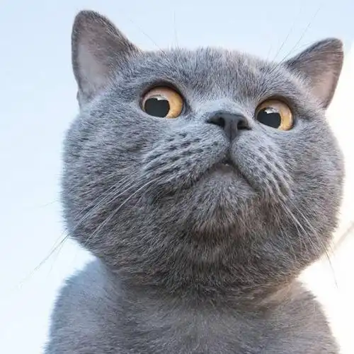 蓝猫表情包搞笑