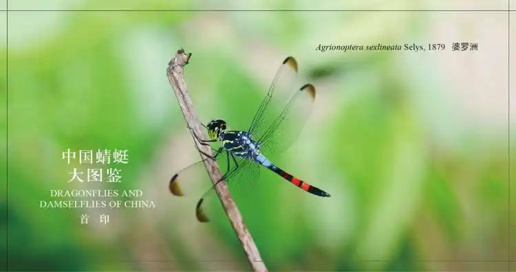 正版中国蜻蜓大图鉴张浩淼重庆大学出版社9787568910378