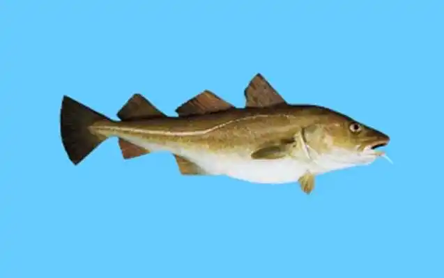 六,北极鳕北极鳕是鳕科极鳕属鱼类,主要分布在北极圈,东北大西洋