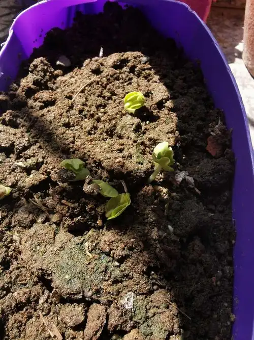 秋葵成长记 初一14班黄振宇