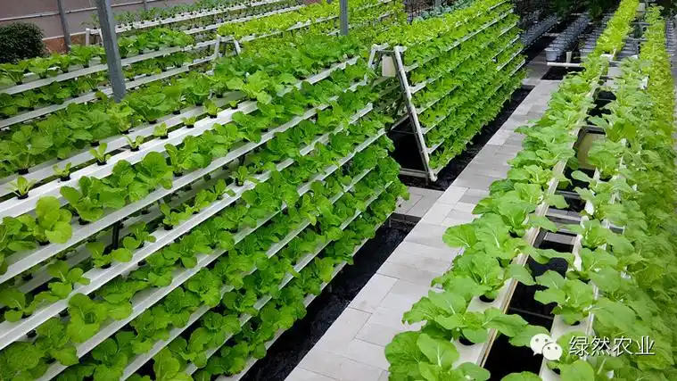 创意多变的无土栽培模式