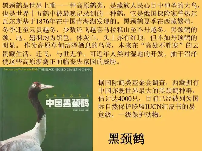 我国的珍稀动物ppt