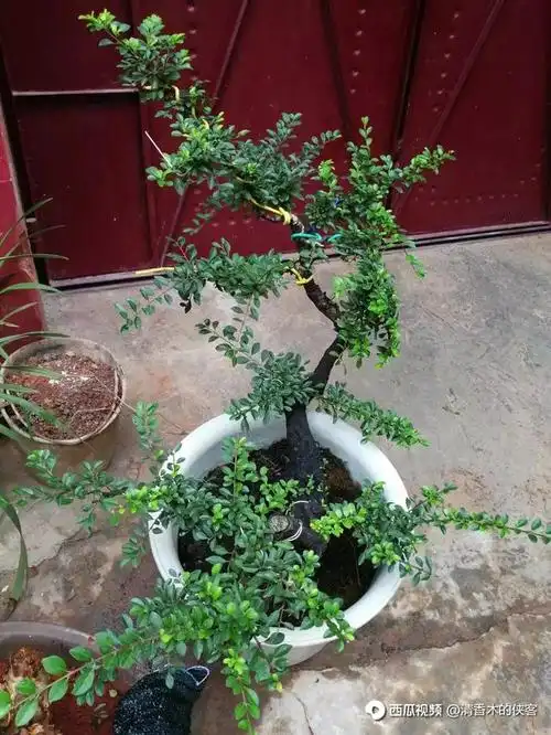 如何养好云南特色树种铁马鞭?弄清楚铁马鞭生长习性很重要!