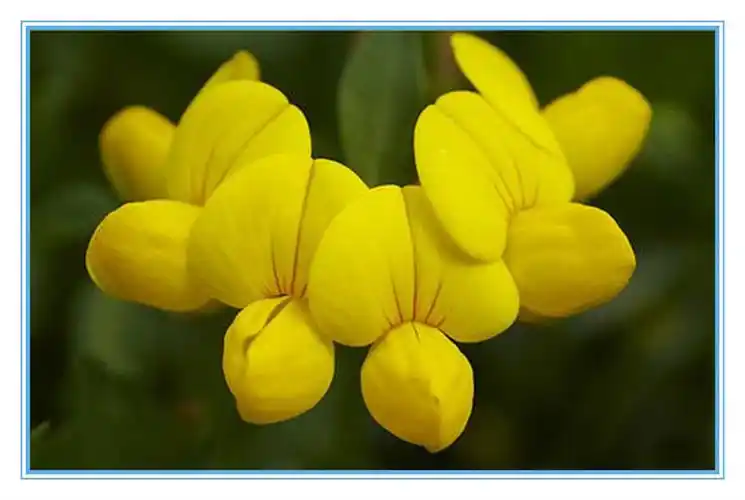 百花园176牛角花