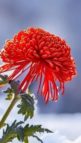 晚上好,友友们.#花开富贵好运来 #带给 - 抖音