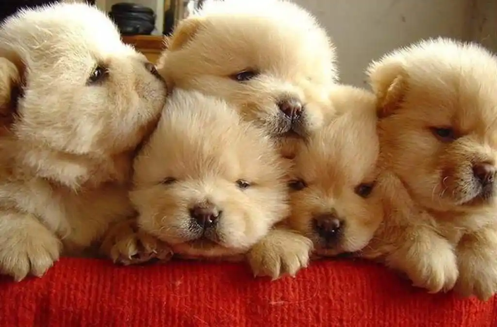 小奶狗:图二像糯米团子,图三是小暖男,图六的狗宝宝睡着了吗?