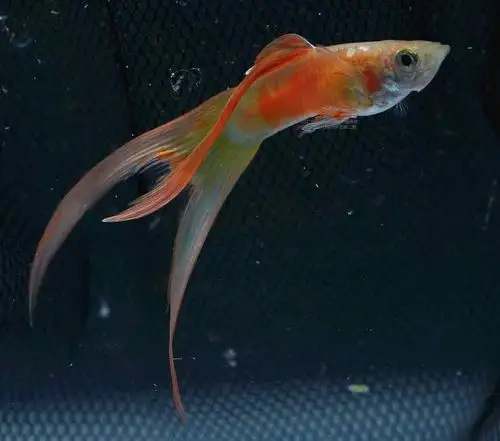 展会回顾广州孔雀鱼交流赛成功举办内附获奖鱼欣赏