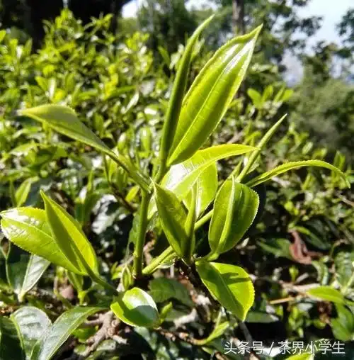 云南景迈普洱茶园春光,最后1张美图—大叶种茶树在努力发芽生长