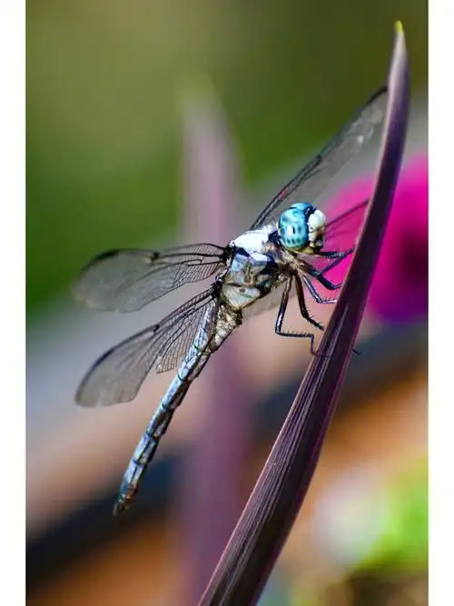 露台上的蜻蜓们