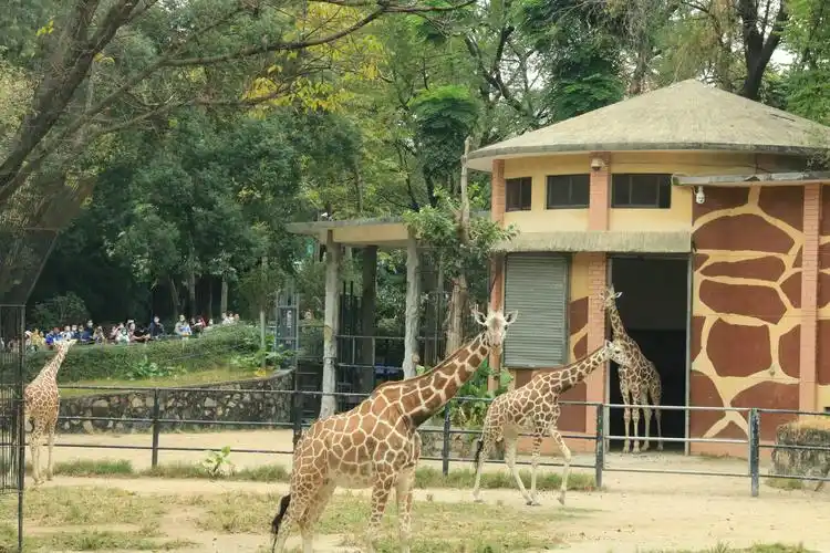 重游广州动物园