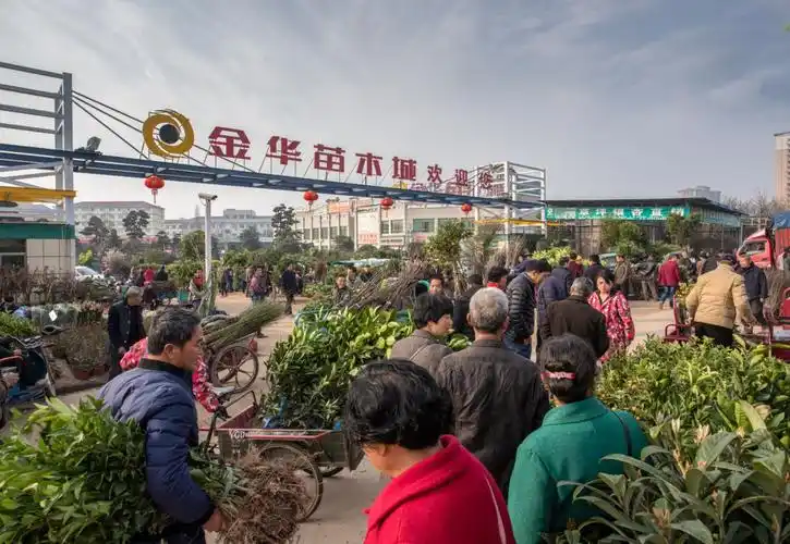 金华苗木市场交易红火